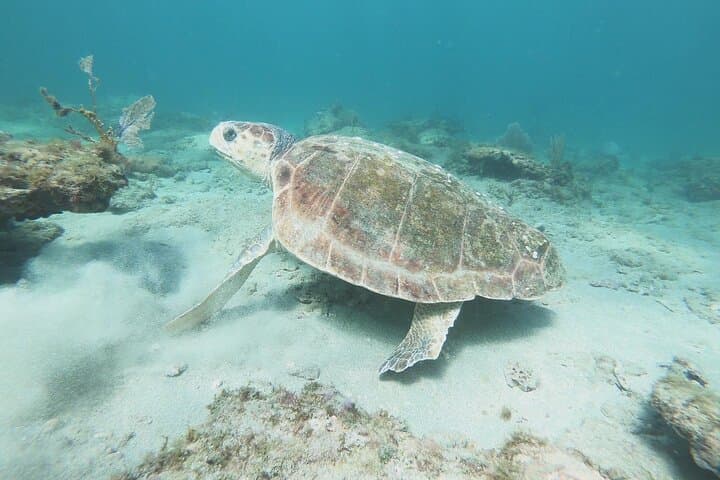 Pompano Beach Guided Reef Snorkel: Private Beach Access & Marine Life photo 3