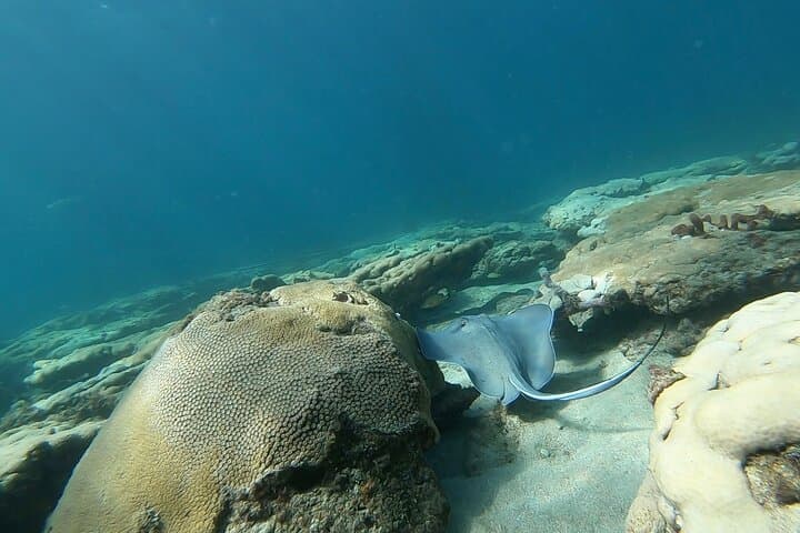 Pompano Beach Guided Reef Snorkel: Private Beach Access & Marine Life photo 5