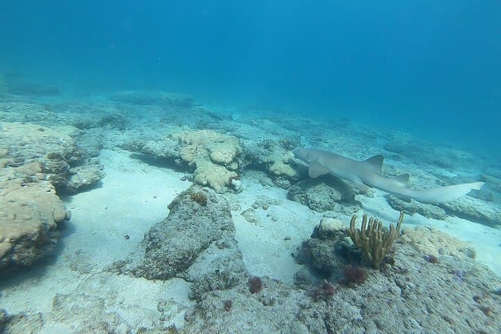Pompano Beach Guided Reef Snorkel: Private Beach Access & Marine Life photo 6