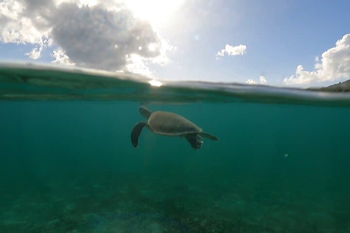Private Golden-Hour Snorkel & Sunset Cruise — St. John and St. Thomas photo 4