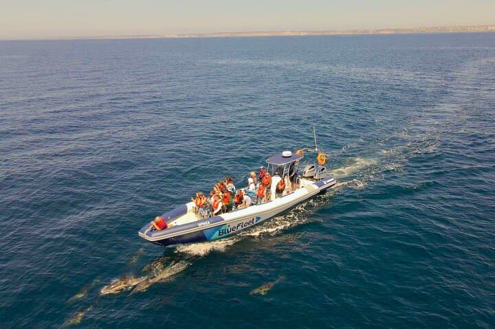 High-Seas Dolphin Quest: 90-Minute RIB Trip from Lagos Marina photo 4