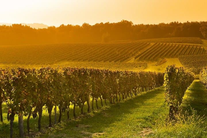 Bordeaux to Armagnac Day Trip: Private Tastings & Historic Villages photo 2