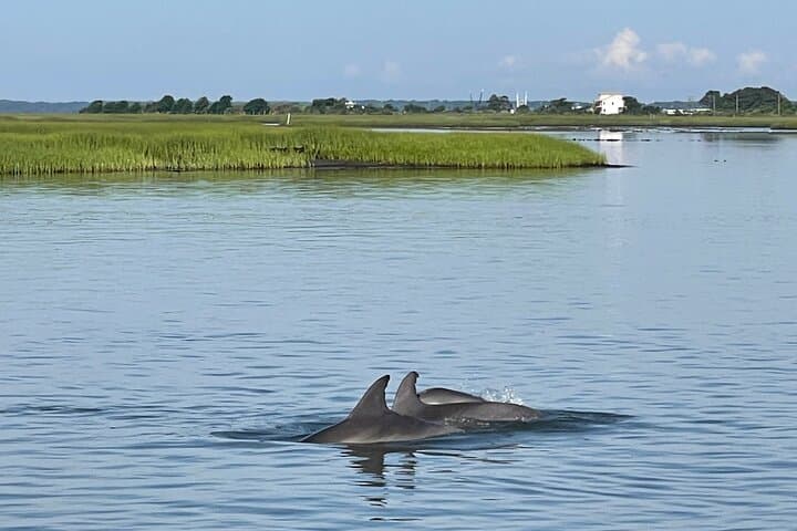 Chincoteague Dolphin Watching Boat Tour: Small-Group Excursion to Assateague Coast photo 3