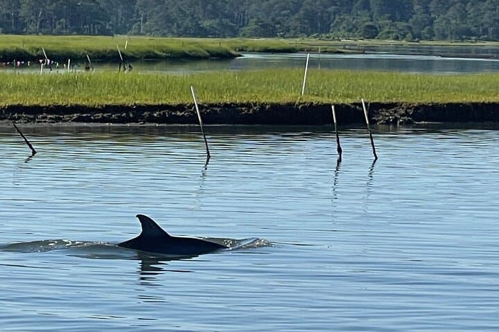 Chincoteague Dolphin Watching Boat Tour: Small-Group Excursion to Assateague Coast photo 4