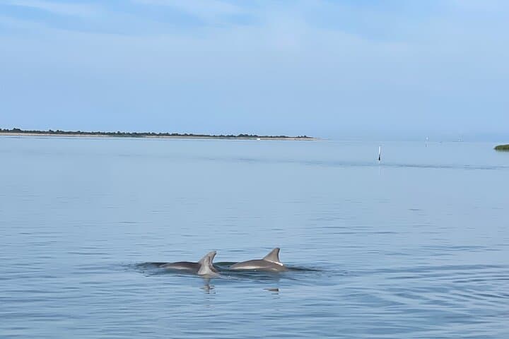 Chincoteague Dolphin Watching Boat Tour: Small-Group Excursion to Assateague Coast photo 5
