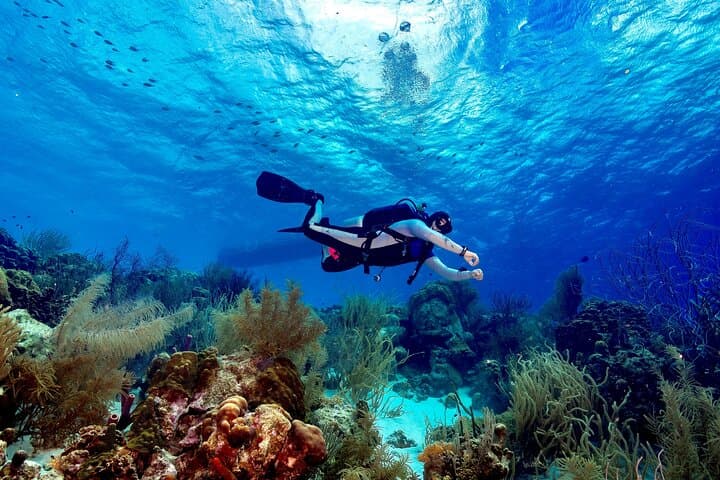 Private Scuba Charter in Bonaire Marine Park: Two Dives with a Personal Guide photo 6
