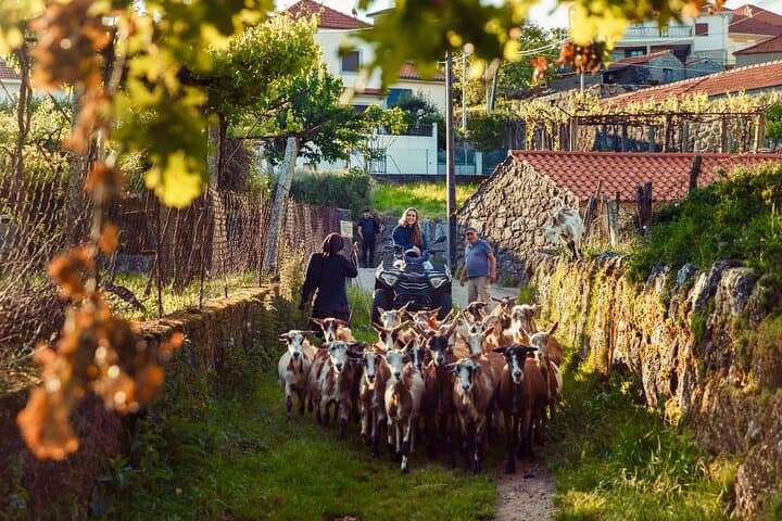 Peneda-Gerês Quad Adventure: 2-Hour Off‑Road Tour from Arcos de Valdevez