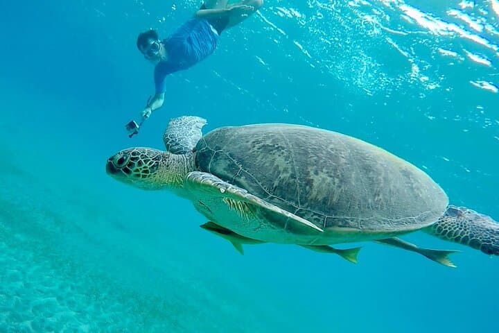 Tulum Turtle Encounter: Private Snorkel Tour with Tulum Ruins & Turtle Swim photo 6