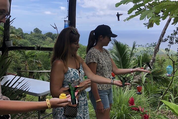 Private 3-Hour Tobago Rainforest Walk with Hummingbird Feeding and Local Lunch