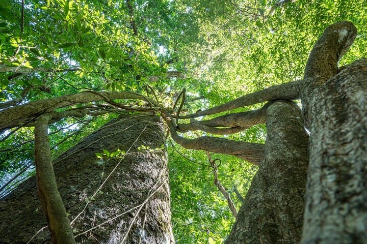 Wildlife-Rich Hike Through Carara National Park — Guided Tour from Jaco photo 3