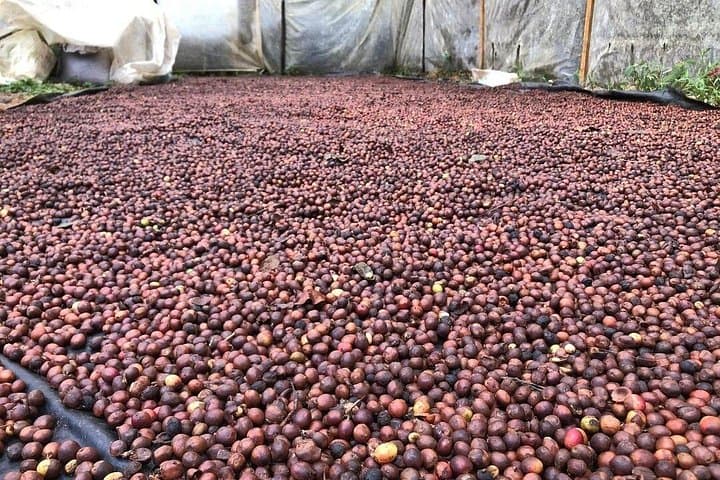 Uvita Coffee Tour: Hands-On Visit to the Fallas Family Coffee Farm photo 2