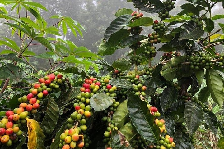 Uvita Coffee Tour: Hands-On Visit to the Fallas Family Coffee Farm photo 3