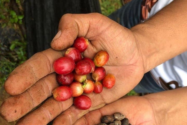 Uvita Coffee Tour: Hands-On Visit to the Fallas Family Coffee Farm photo 4