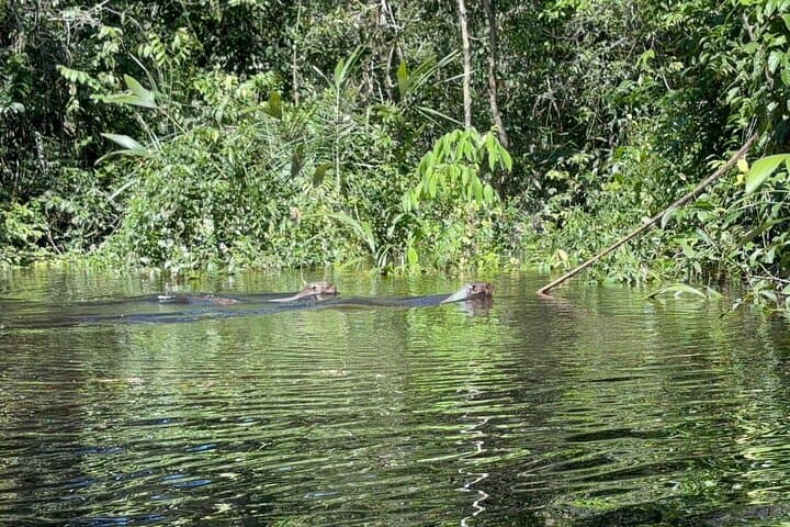 7-Day Amazon Deep Survival Trip to Amanã Lake — Jungle Camping & Canoeing