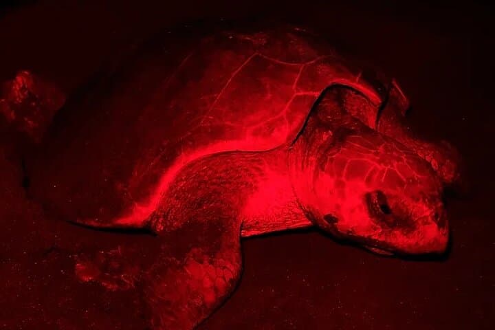 Tortuguero Green Turtle Nesting Night Tour — Guided Beach Experience photo 5