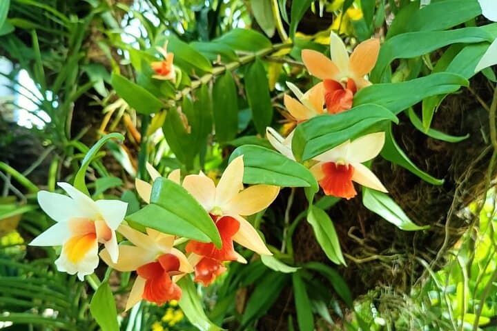 Kuala Lumpur Natural Heritage Walking Tour: Botanical Gardens, Orchid Garden & Taman Tugu photo 6