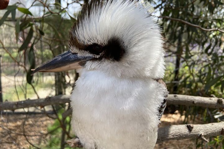 Discover Australia's Wildlife and Iconic Beach Boxes on a Half-Day Tour photo 6