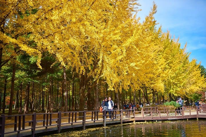Private Halal Tour: Nami Island, Soyanggang Skywalk & COEX from Seoul photo 4