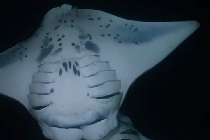 Kona Manta Ray Night Snorkel: Nighttime Swim with Giant Mantas photo 3