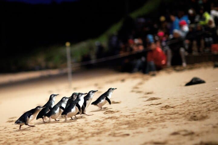 Phillip Island Penguin Parade, Nobbies & Brighton Beach — Full-Day Wildlife Tour photo 2