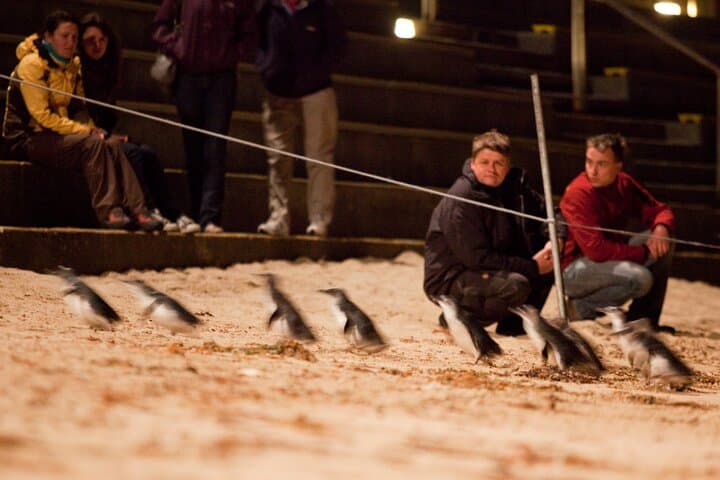 Phillip Island Penguin Parade, Nobbies & Brighton Beach — Full-Day Wildlife Tour photo 1