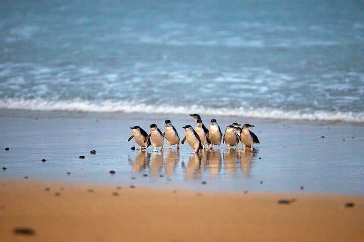 Private Day Tour: Phillip Island Wildlife & Brighton Beach Boxes from Melbourne