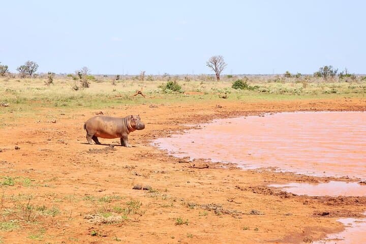 2-Day Tsavo East Safari: Overnight Lodge & Morning/Afternoon Game Drives photo 5