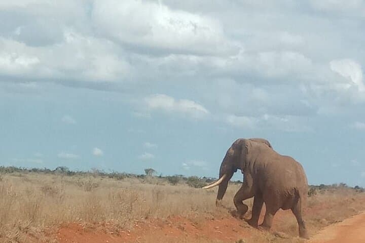 2-Day Tsavo East Safari: Overnight Lodge & Morning/Afternoon Game Drives photo 6
