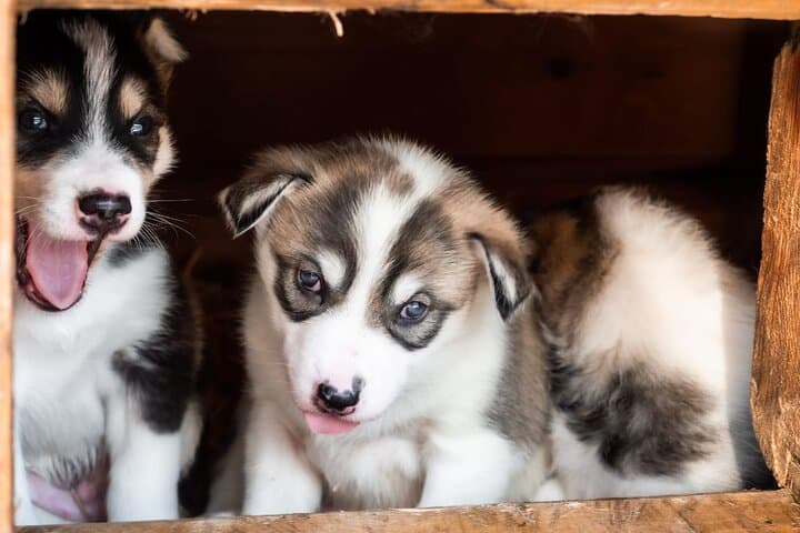 Private Dogsledding and Husky-Lodge Overnight near Tromsø — Arctic Night Adventure photo 5
