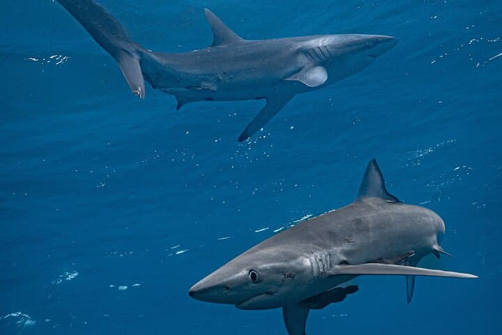 Shark Guided Diving in Los Cabos — Swim with Sharks off Cabo San Lucas