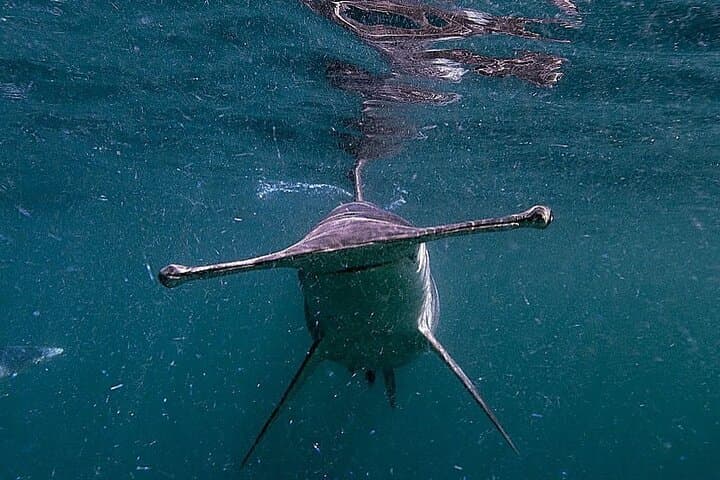 Shark Guided Diving in Los Cabos — Swim with Sharks off Cabo San Lucas photo 2