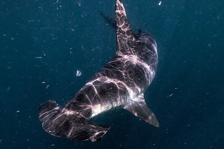 Shark Guided Diving in Los Cabos — Swim with Sharks off Cabo San Lucas photo 3