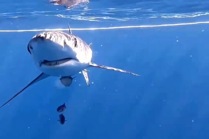 Shark Guided Diving in Los Cabos — Swim with Sharks off Cabo San Lucas photo 4