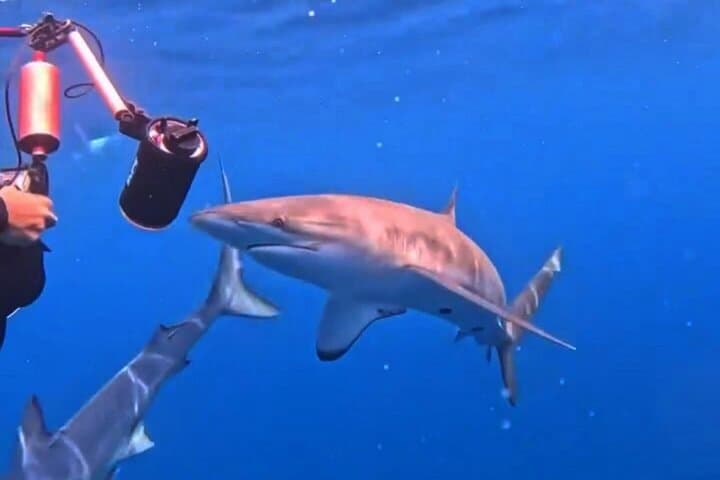 Shark Guided Diving in Los Cabos — Swim with Sharks off Cabo San Lucas photo 5