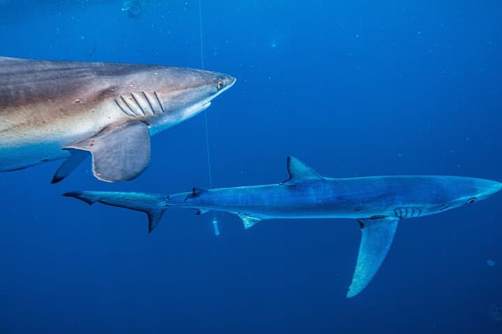 Shark Guided Diving in Los Cabos — Swim with Sharks off Cabo San Lucas photo 6