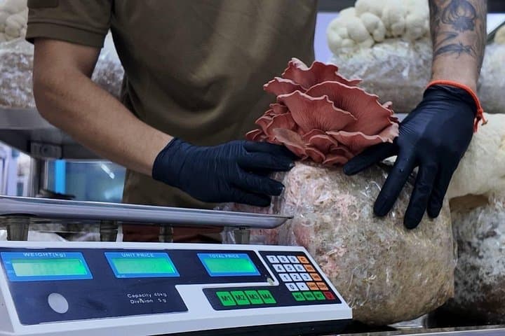 Inside an On Nut Mushroom Farm: Hands-On Cultivation and Harvest Workshop in Bangkok