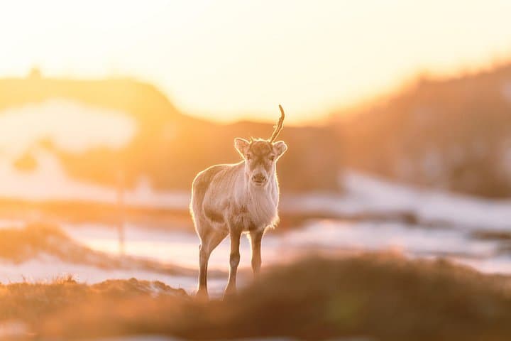 Arctic Fjord Wildlife & Photography Tour from Abisko photo 2