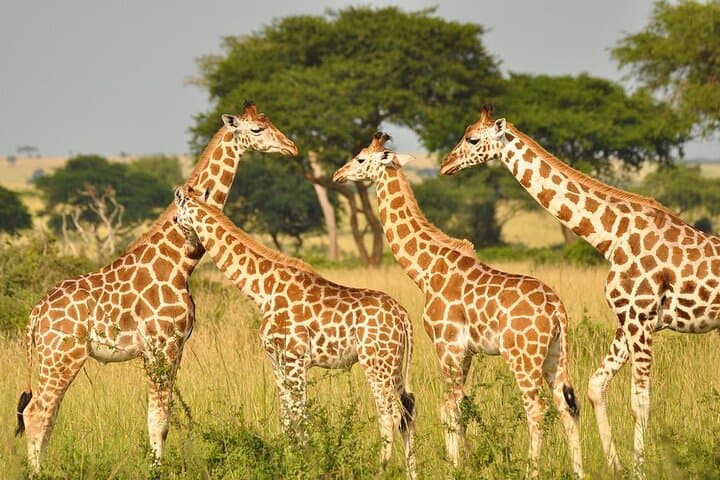 Stedmark & Giraffe Centre Day Tour: Wildlife, Community Crafts & Conservation Near Nairobi photo 6