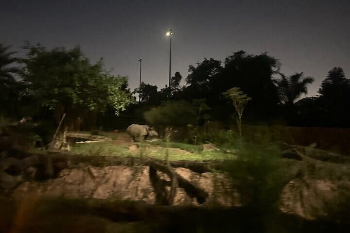 Singapore Night Safari: After-Dark Tram & Walking Trails to See Nocturnal Wildlife photo 5