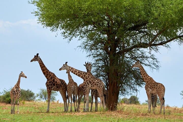 Up-Close with Rothschild’s Giraffe: Giraffe Centre Experience near Nairobi photo 3