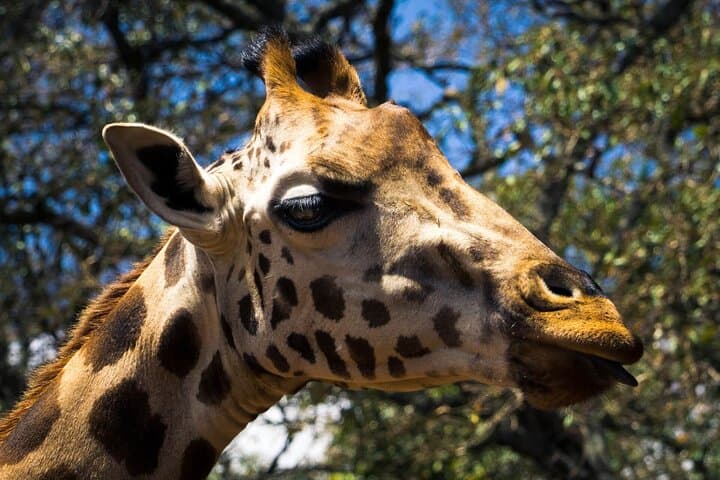 Up-Close with Rothschild’s Giraffe: Giraffe Centre Experience near Nairobi photo 5
