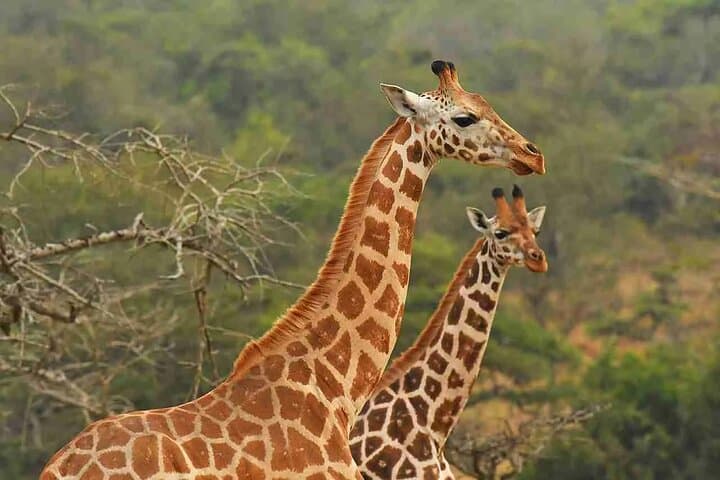 Up-Close with Rothschild’s Giraffe: Giraffe Centre Experience near Nairobi photo 4