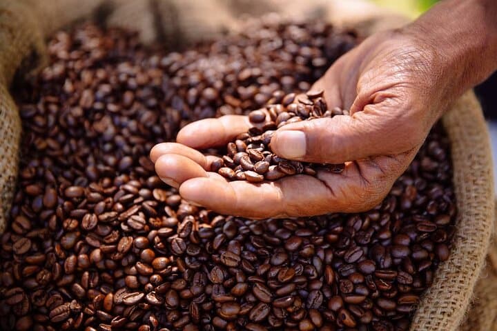 Fairview Kenyan Coffee Farm Tour: Behind the Cup of Kenya