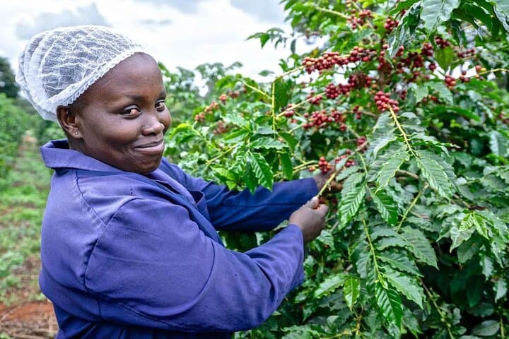 Fairview Kenyan Coffee Farm Tour: Behind the Cup of Kenya photo 5