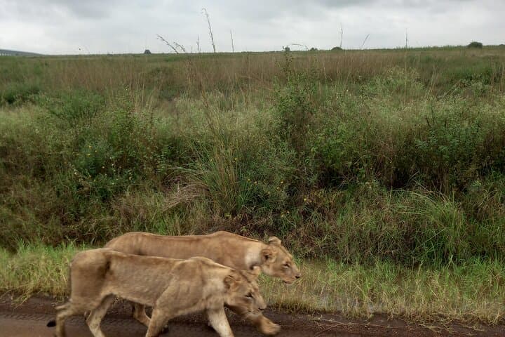 Exploring Nairobi National Park: A Wildlife Safari on the City’s Edge photo 2
