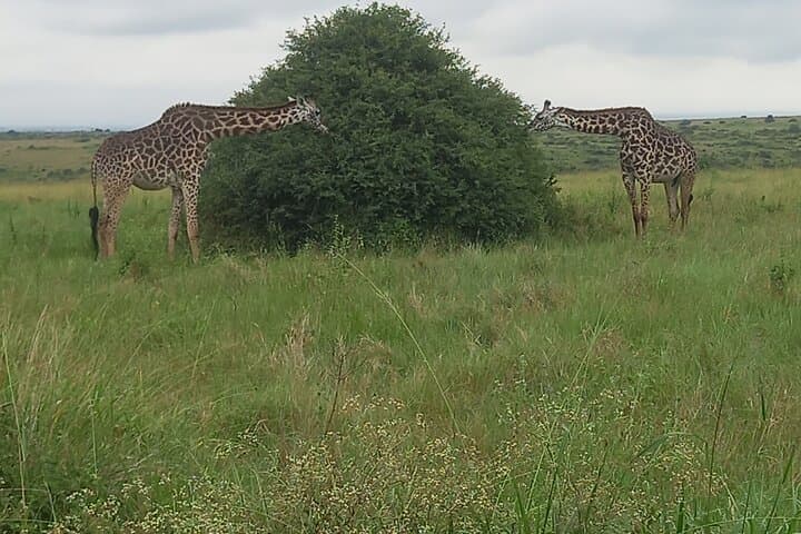Exploring Nairobi National Park: A Wildlife Safari on the City’s Edge photo 5