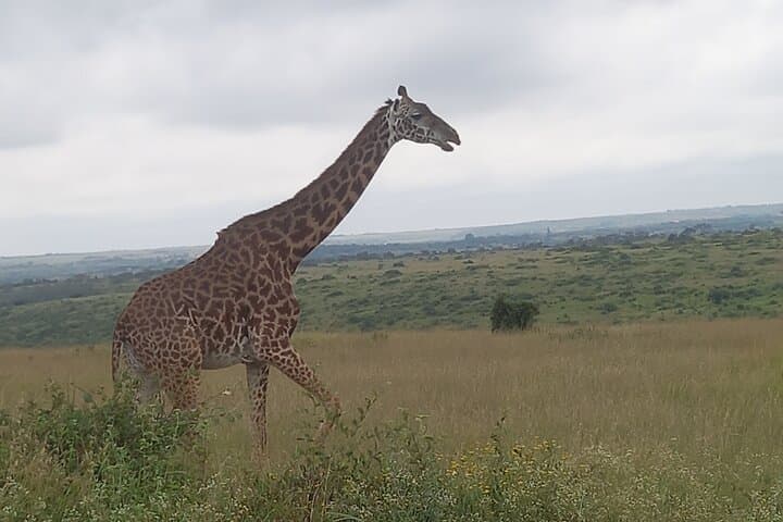 Exploring Nairobi National Park: A Wildlife Safari on the City’s Edge photo 6