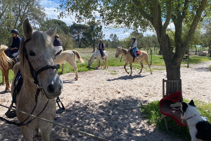 Melides Beach Horseback Rides — 2-Hour Coastal Trail near Setúbal photo 2