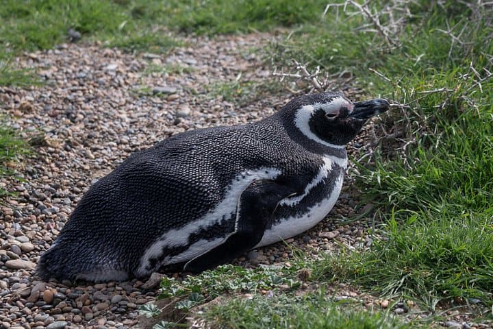 Peninsula Valdés Full-Day: Estancia San Lorenzo Penguin Colony & Wildlife Highlights photo 2
