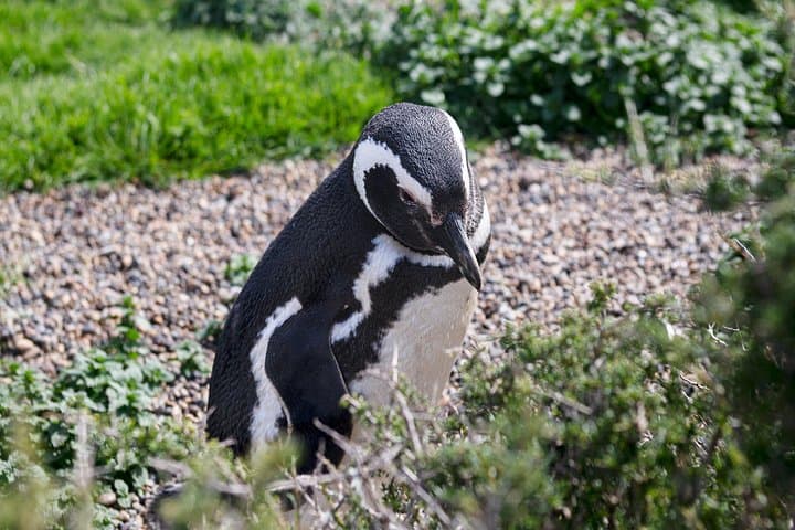 Peninsula Valdés Full-Day: Estancia San Lorenzo Penguin Colony & Wildlife Highlights photo 4